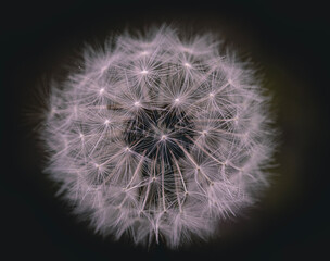 dandelion seed head