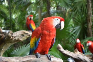 Fototapeta na wymiar Guacamayas de colores rojo, azul y amarillo sobre rama en Cancún