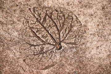 Leaf print on the cement floor