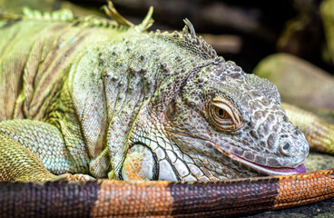 iguana on tree
