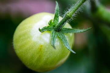tomato on green