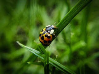 ladybird on a grass