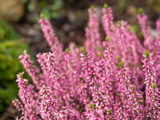 Blooming purple pink heather flowers, floral natural background, selective focus