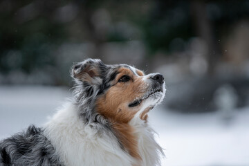 Australian Shepherd 