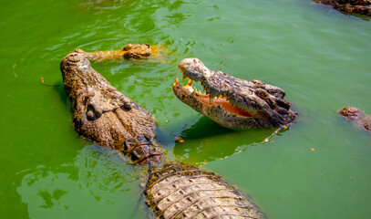 Crocodiles in nature swim in the lake. Many predators lie on the banks of the river, basking in the sun. Crocodile farm.