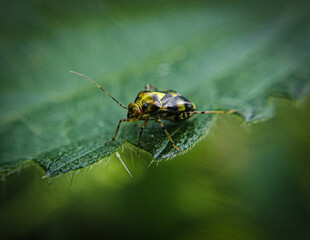 bug on leaf