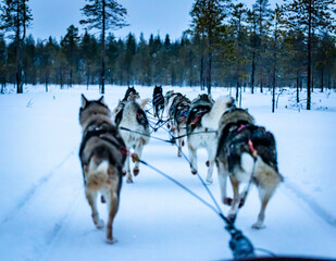 sled dogs in the snow