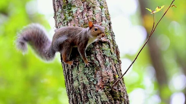 Grey Squirrel on tree wags its tail and runs away