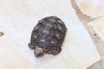 turtle on the rocks
