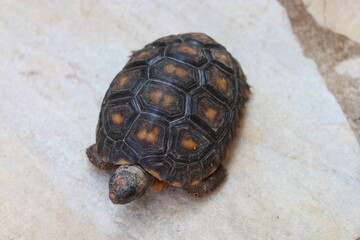 Obraz premium turtle on the rock