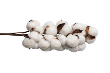 Cotton flower branch isolated on white background.