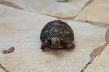 turtle on the rock