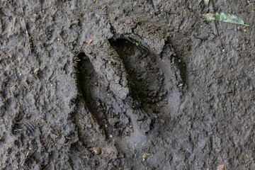 One moose footprint in mud, New Hampshire, USA