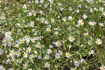Tiny white flowers of the rare and threatened plant species, serpentine aster (Symphyotrichum depauperatum) at Goat Hill State Line Serpentine Barrens, Pennsylvania, USA