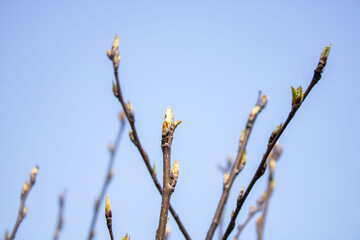 Young Spring green buds on the tree branches. Springtime seasonal macro close up