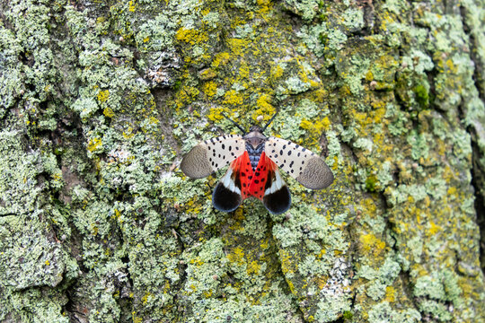 Spotted lanternfly (Lycorma delicatula), an invasive pest, holds its wings open, exposing its bright red underwings