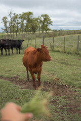 vaca marron en campo con ganado de fondo
