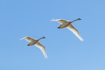 Two large white mute swans (Cygnus olor) fly overhead against a blue sky