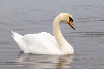 Beautiful white mute swan (Cygnus olor) swimming in a pond