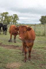 vacas marrones  rodeada de ganado campo rural 
