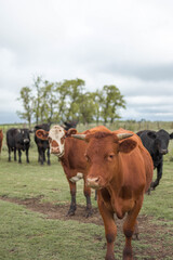 vacas marrones  rodeada de ganado campo rural 