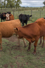 vacas marrones  rodeada de ganado campo rural 