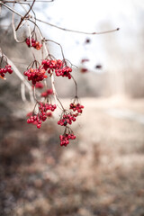 red berries on snow