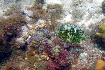 Naklejka na ściany i meble Honeycomb Cowfish in its natural environment in the reef in the south west Atlantic ocean
