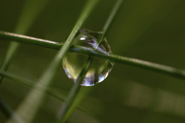 morning dew drop in the forest