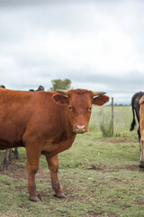 vaca marron de perfil en campo rural