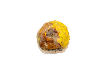 Over-ripe, spoiled quince fruit. Side rot, mold, and fungus. The process of spoilage, rotting of the fruit. White background.