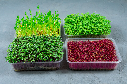 Sprouted microgreens of amaranth, red cabbage, radishes. Germinating microgreen seeds at home. Vegan and healthy food concept.