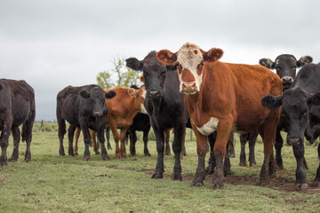 Naklejka na ściany i meble vacas marrones rodeada de ganado campo rural 