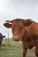 vaca marron en campo alambre rural