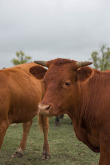 Naklejka na ściany i meble vacas marrones rodeada de ganado campo rural 