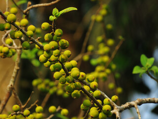 Cluster fig,Ficus racemosa, the cluster fig, red river fig or gular, is a species of plant in the family Moraceae.green Cluster fig on the tree.