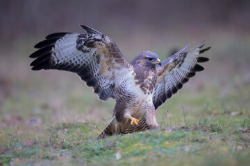 Buse variable Buteo buteo en atmosphère hivernale