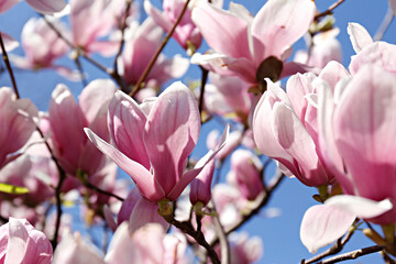 Close up shot of beautiful magnolia tree blossoms over clear blue sky background. Branches full of big pink flowerings, dense flower clusters. Background, close up, copy space, crop shot.