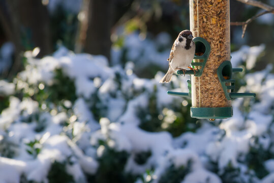 sparrow on a feeder filled with grain 