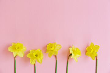 Row of yellow daffodils isolated on pale pink background. Tender minimalistic spring flowers composition. Top view, copy space for text, flat lay, close up.