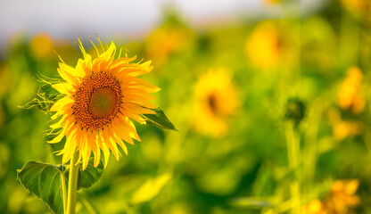 Sunflower seeds. Sunflower field, growing sunflower oil beautiful landscape of yellow flowers of sunflowers against the blue sky, copy space Agriculture