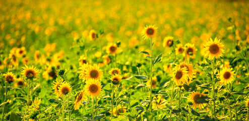 Sunflower seeds. Sunflower field, growing sunflower oil beautiful landscape of yellow flowers of sunflowers against the blue sky, copy space Agriculture