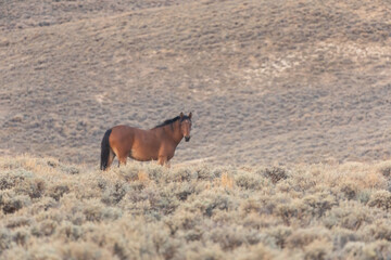 Wild Horse in the Red Desert Wyoming in Autumn