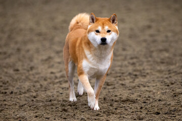 Japanese Shiba Inu