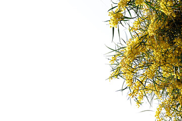 Close up shot of beautiful mimosa tree blossoms, isolated on white background. Branches full of yellow flowerings, dense flower clusters. Background, close up, copy space, crop shot.