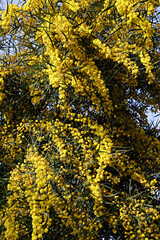 Close up shot of beautiful mimosa tree blossoms over clear blue sky background. Branches full of yellow flowerings, dense flower clusters. Background, close up, copy space, crop shot.