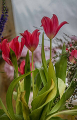 Tulips during the Spring season.