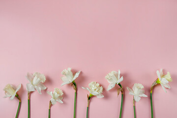 Bouquet of white-yellow daffodils isolated on pink background. Tender minimalistic spring flowers composition. Top view, copy space for text, flat lay, close up.
