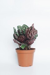 Plant in pot