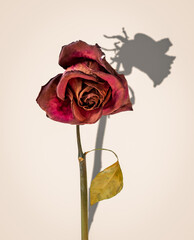 Dried rose and its shadow against a wall